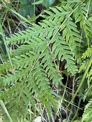 Woodwardia fimbriata image