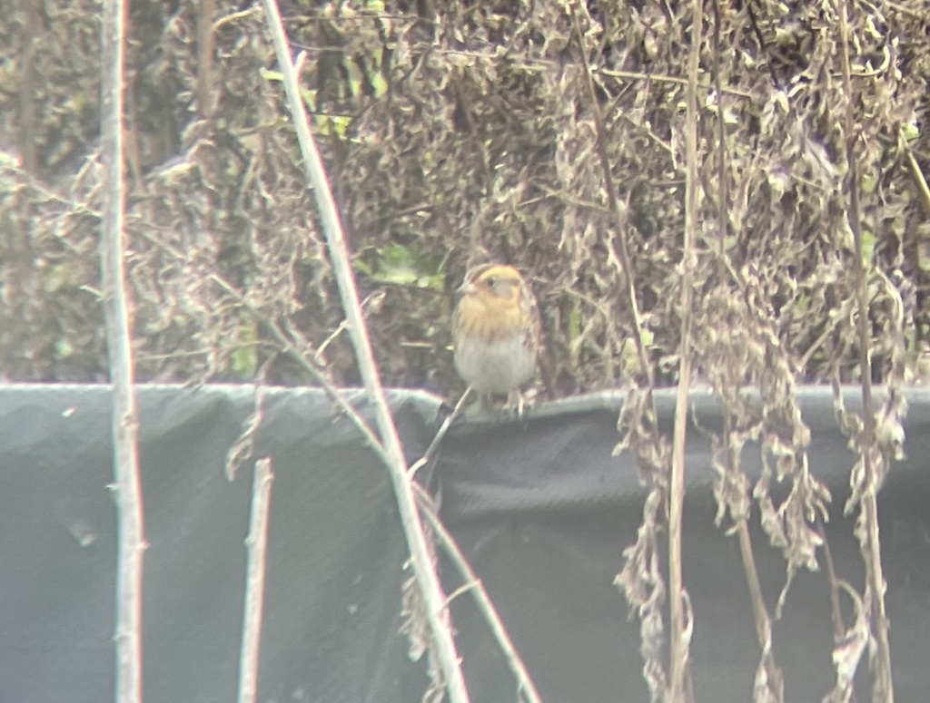Nelson's Sparrow from Reed Bird Island Park, Baltimore, MD, US on