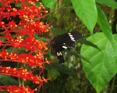 Papilio nephelus sunatus