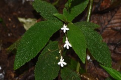 Reldia minutiflora