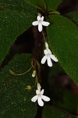 Reldia minutiflora