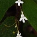 Reldia minutiflora - Photo 由 René Stalder 所上傳的 (c) René Stalder，保留部份權利CC BY-NC