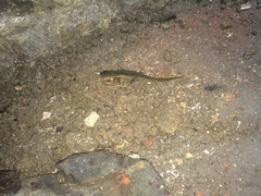 Lissotriton