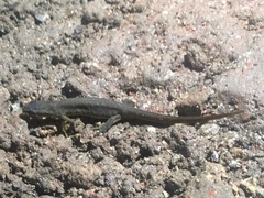 Lissotriton