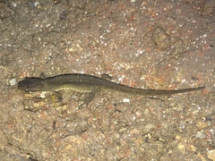 Lissotriton