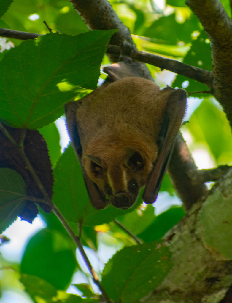 Pygmy Fruit-eating Bat from Escárcega, Camp., México on October 13 ...