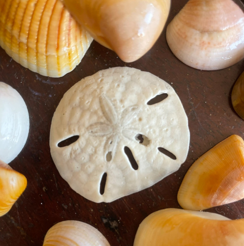 Five-slotted Sand Dollar