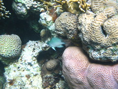 Amblyglyphidodon indicus