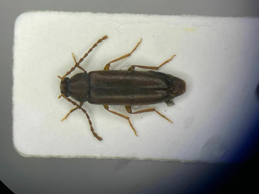 Scotochroides antennatus