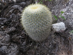 Mammillaria flavicentra