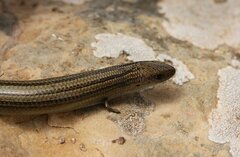 Small Three-Toed Skink photo 3