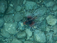 Pterois cincta