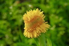 Amblyolepis setigera