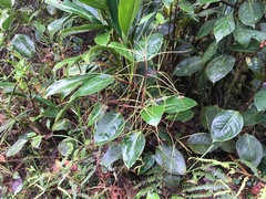 Peperomia striata