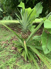 Ananas comosus image