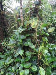 Peperomia striata