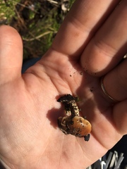 Pholiota brunnescens