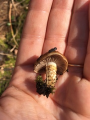 Pholiota brunnescens