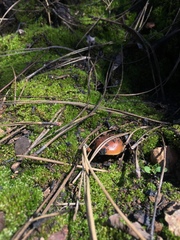 Pholiota brunnescens