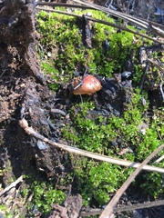 Pholiota brunnescens