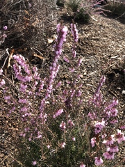 Ericeae