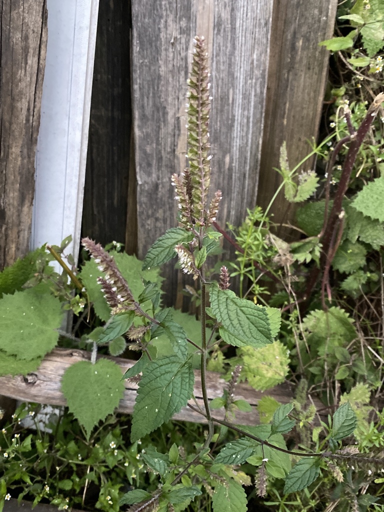 Elsholtzia from Lijiang, CNYN, CN on October 17, 2023 at 0659 PM by