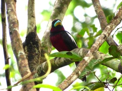 Cymbirhynchus macrorhynchos