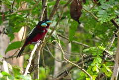 Cymbirhynchus macrorhynchos