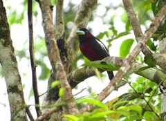 Cymbirhynchus macrorhynchos