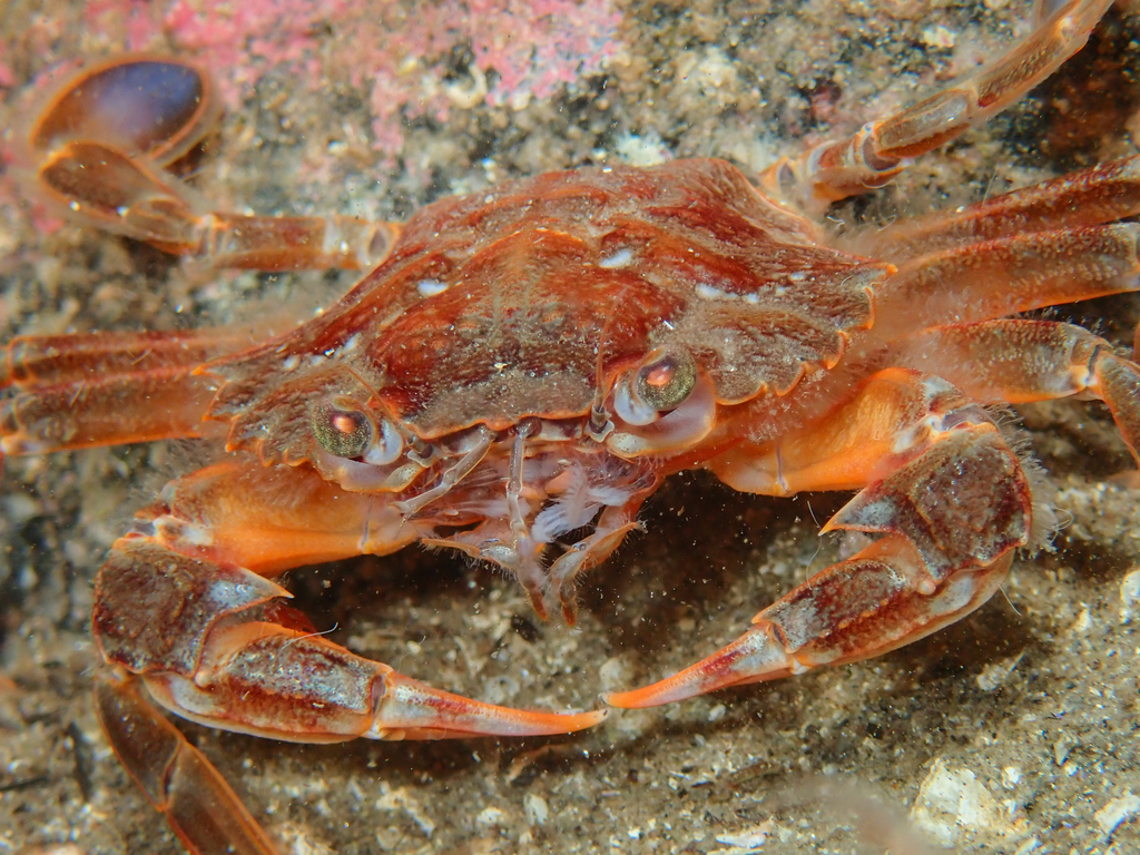 Harbour Crab