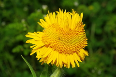 Amblyolepis setigera