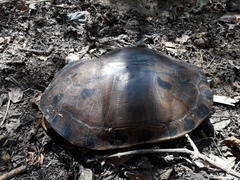 Trachemys grayi