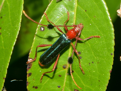 Paromoeocerus barbicornis photo 4