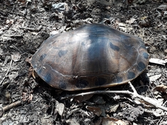 Trachemys grayi