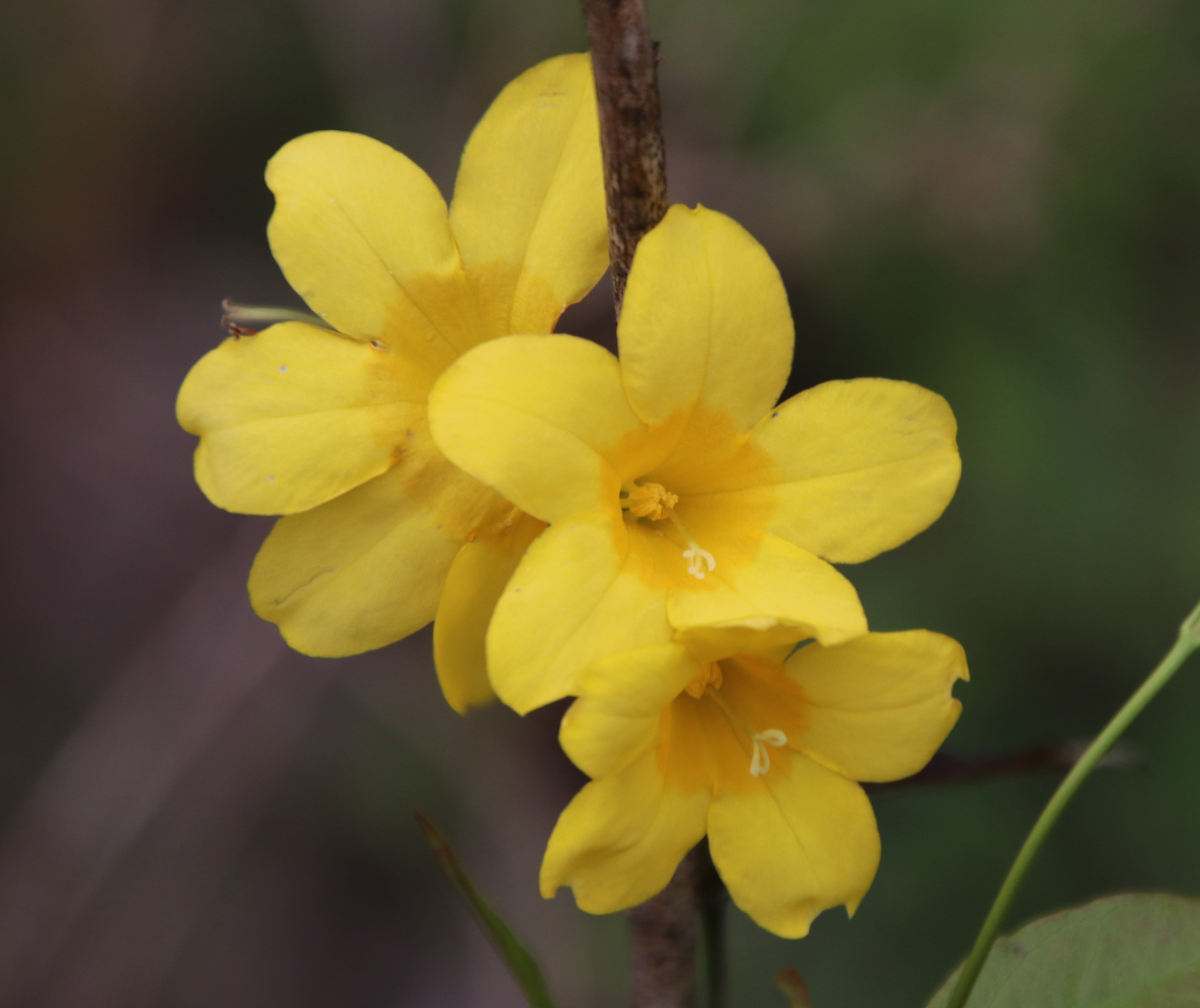 Gelsemium rankinii