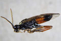 Aglaostigma aucupariae