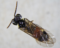 Aglaostigma aucupariae