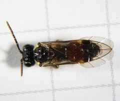 Aglaostigma aucupariae