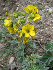 Senna apiculata