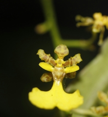 Trichocentrum lacerum