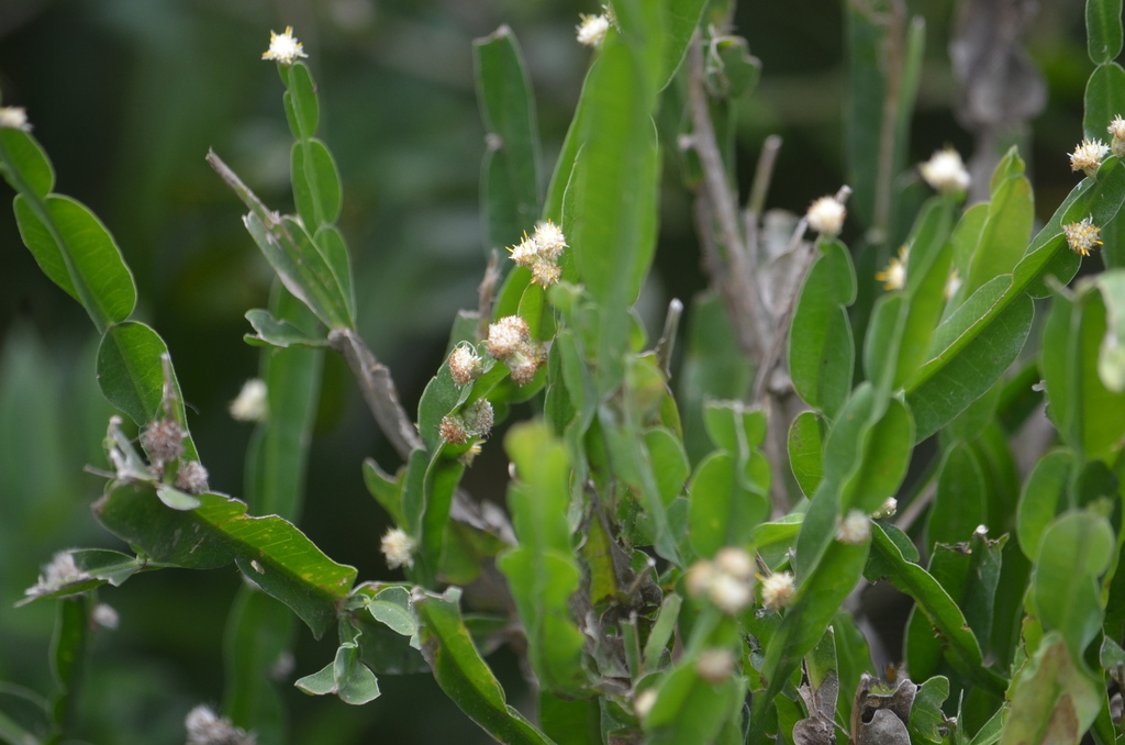 Baccharis scopulorum