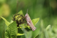 Omocestus