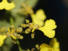 Trichocentrum lacerum