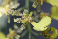 Trichocentrum lacerum