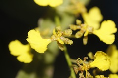 Trichocentrum lacerum