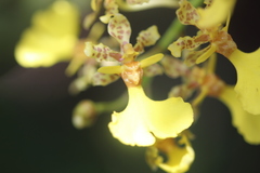 Trichocentrum lacerum