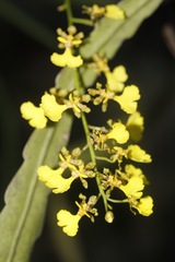 Trichocentrum lacerum