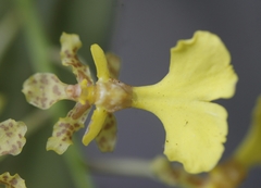 Trichocentrum lacerum