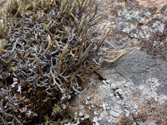 Selaginella wallacei image