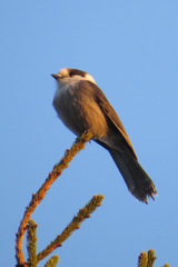 Perisoreus canadensis image
